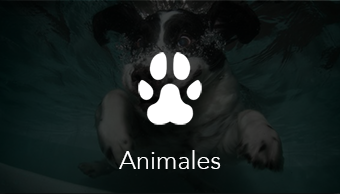 El Garage Channel - Animales
